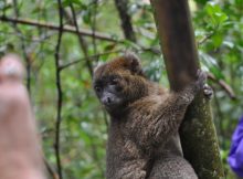Madagaskar, Biketour, Mountainbike, Mountainbiketour, Klaus Sperling, Hauser-Exkursionen, Gerhard von Kapff, Ranomafana-Nationalpark, Makis, Lemuren.
